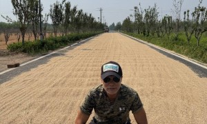 70岁任达华回山东老家种玉米：静待秋收，我来掰棒子